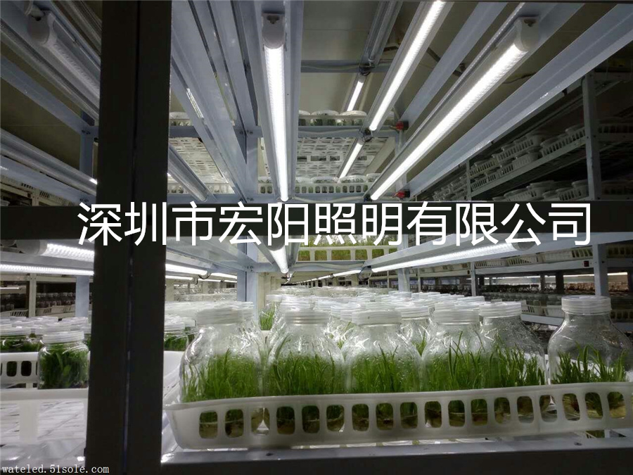 植物照明公司供應(yīng)T8植物組培燈管 溫室組培植物生長燈 溫室照明生長燈