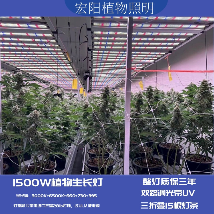 大功率1500W植物燈適用于泰國大棚麻藥種植補(bǔ)光燈 全光譜植物生長燈